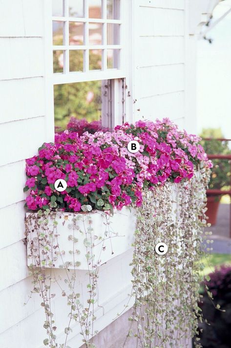 16 Pretty and Simple Combinations of Window Box Flowers for Shade — Better Homes & Gardens Planter Boxes Flowers, Plants For Planters, Window Box Plants, Plant Window, Box Window, Box Flowers, Window Box Flowers, Balcony Flowers, Window Planters