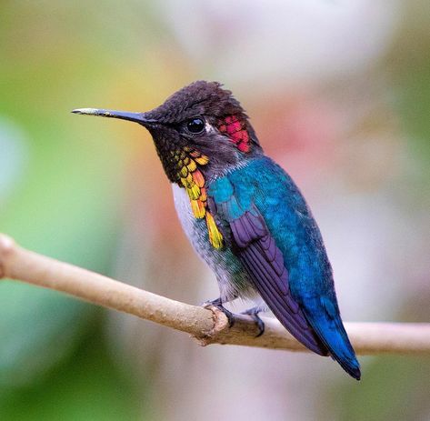 The splendid male bee hummingbird, Cuba 2018. #beehummingbird #hummingbird #hummingbirds #cuba #zapata #nuts_about_birds #bestbirdshots… Male Bee, Bee Hummingbird, Hummingbirds Photography, Hummingbird Photos, Hummingbird Pictures, Humming Bird Feeders, Colorful Bird, Exotic Birds, Bird Pictures