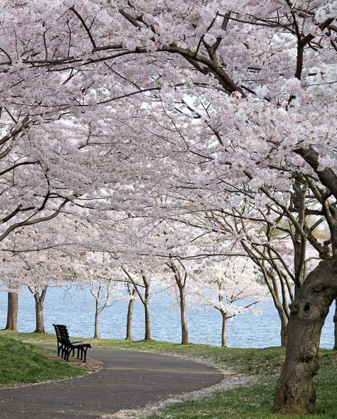 Park Benches, Tree Lined Driveway, Victoria Magazine, New Wallpaper Iphone, Cherry Trees, Sakura Tree, Nature Tree, Beautiful Sights, Blossom Trees