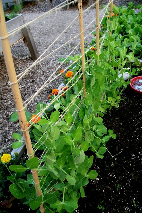 Snap Peas Garden, Sugar Snap Pea, Pea Trellis, Beginners Gardening, Cold Frames, Snap Pea, Garden Goals, Raised Vegetable Gardens, Diy Garden Trellis