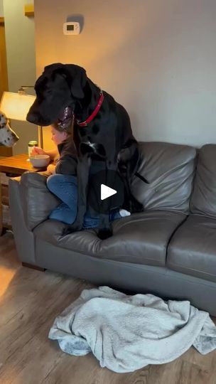 830K views · 16K reactions | We aren’t begging 🥺 we just want a sample mom soup. #BigDog #GreatDane #LapDogs | Larry_the_great_dane | king.marley.memes · Original audio Marley Memes, Lap Dogs, Animal Videos, Great Dane, Big Dogs, Animal Gifs, Audio, The Originals, Memes