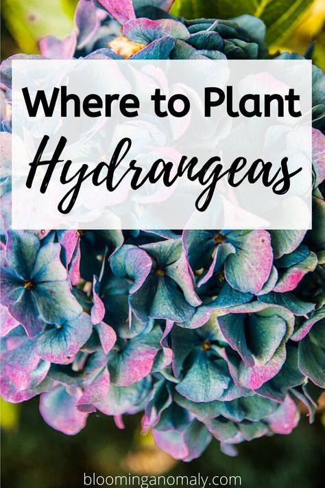 Easiest Hydrangeas To Grow, Hydrangea Planting Tips, Hydrangea Care How To Grow, Plant Hydrangeas In Ground, How To Plant Hydrangeas, Hydrangea Care Pruning, Potted Hydrangea By Front Door, When To Plant Hydrangeas In Ground, How To Fertilize Hydrangeas