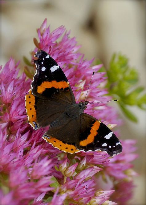 Red Admiral (Vanessa Atalanta) Butterfly by H Oke** Sedum Flower, Vanessa Butterfly, Tattoo Butterflies, Butterflies Tattoos, Red Admiral Butterfly, Admiral Butterfly, Butterflies Tattoo, Nails Butterfly, Butterfly Nails