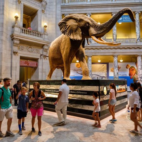 THE ALL-TIME BEST MUSEUMS WORTH VISITING IN DC Washington Dc Vacation, Dc Vacation, Visit Dc, New York Attractions, Museum Tickets, Smithsonian Museum, Washington Dc Travel, Dc Travel, National Mall