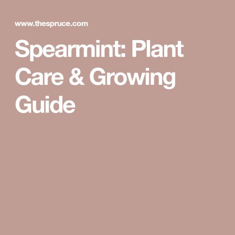 Spearmint Plant Care, Spearmint Plant, Mint Growing, Growing Mint, Apple Mint, Rooting Hormone, Mint Plants, Chocolate Liqueur, Hardy Perennials