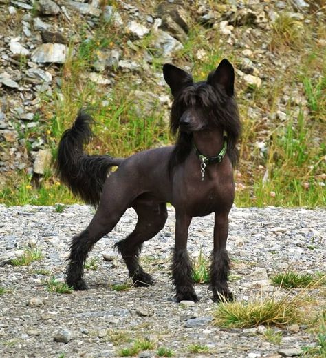 Dog Looking Up, Dog Reference Photo, Unique Dogs, Cool Dogs, Dog Reference, Smartest Dog Breeds, Sea Dog, Dog Anatomy, Chinese Crested Dog