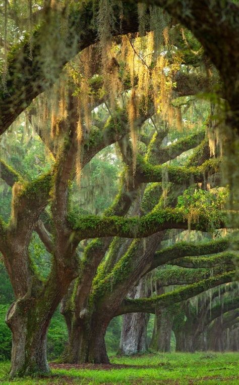 Weird Trees, The Quiet Ones, Live Oak Trees, Eye Photography, Tree Photography, Spanish Moss, Tree Forest, Gorgeous Gardens, Willow Tree