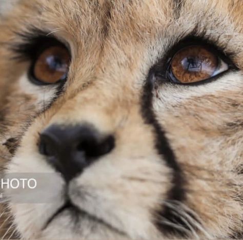 Iranian Cheetah, Cheetah Eyes, Animal Icon, Cheetahs, Cool Cartoons, Brown Eyes, Iran, Aesthetic Anime, Cute Animals