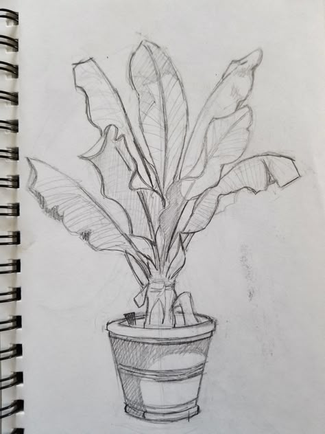 Plant Sketch, Plant Drawings, Waiting For The Bus, Plant Sketches, Nature Studies, Nature Sketch, Object Drawing, Nature Drawing, Plant Drawing