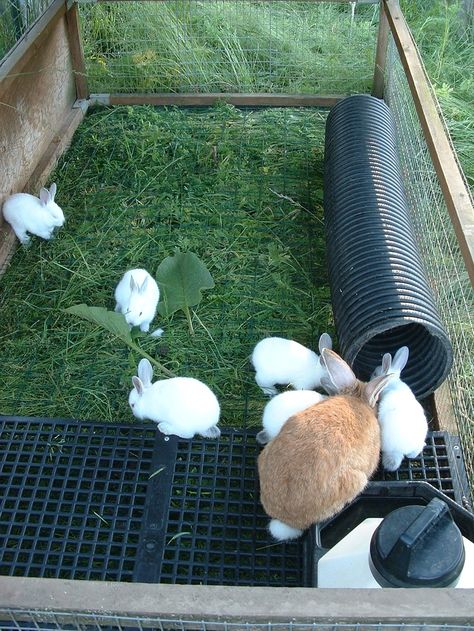 rabbit tractor | Rabbit tractor. PVC drain pipe for rabbit burrow. | Animal Housing Diy Rabbit Burrow, Rabbit Tractor Diy, Bunny Tractor, Rabbit Tractor, Rabbit Burrow, Raising Rabbits For Meat, Rabbit Pen, Rabbit Enclosure, Rabbit Habitat