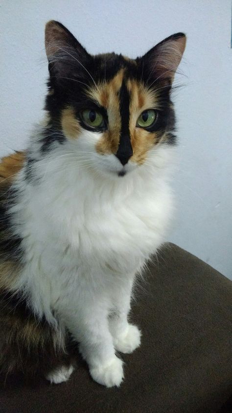 Calico Cat Shorthair, Gorgeous Cats Unique, Rare Cat Colors, Unique Wcue Morphs, Wcue Morph Ideas Calico, Cat References, Wcue Morph, Cat Anatomy, Warrior Cat Oc