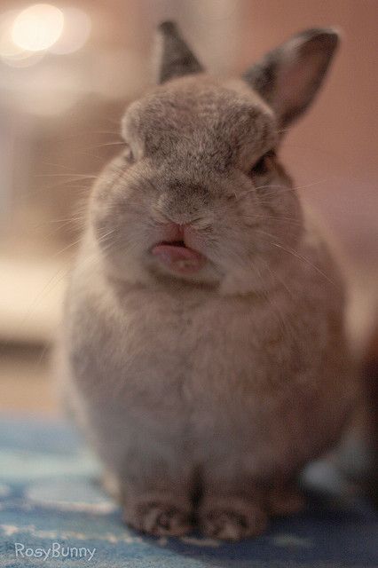 Benny And Joon, Grumpy Bunny, Young Rabbit, Beautiful Rabbit, Fluffy Bunny, House Rabbit, Bunny Pictures, Hive Mind, Grumpy Cat