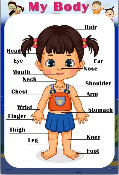 Parts Of The Body Chart, Parts Of Body For Kids, Parts Of The Body For Kids, Body Name In English, Body Parts Flashcards, Name For Kids, Kertas Kerja Prasekolah, Body Parts For Kids, Body Name