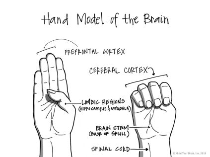 Model Of The Brain, Dan Siegel, Whole Brain Child, Brain Models, Cerebral Cortex, Brain Stem, Brain Science, Emotional Skills, Hand Model