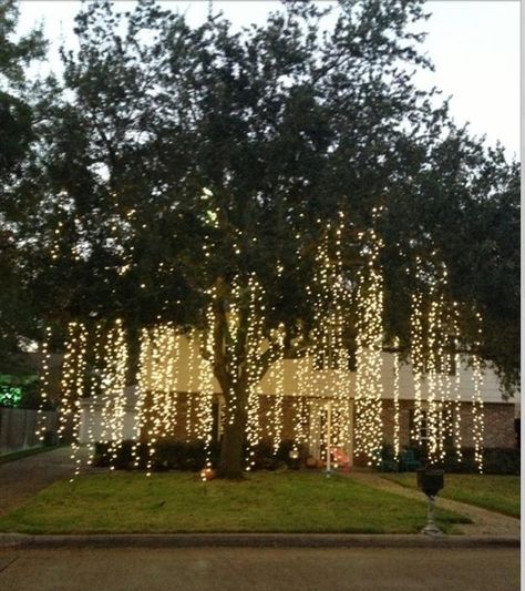 Tree lights would be so pretty on a small weeping cherry tree Lights Hanging, Outdoor Christmas Lights, Wedding Planners, Here Comes The Bride, Backyard Wedding, Outdoor Christmas, Wedding Bells, Country Wedding, Deep Purple