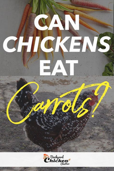 Can Chickens Eat Carrots, Quail Garden, Chicken Barn, Types Of Chickens, Chicken Eating, Chicken Treats, Raising Backyard Chickens, Carrot Top, Organic Eggs