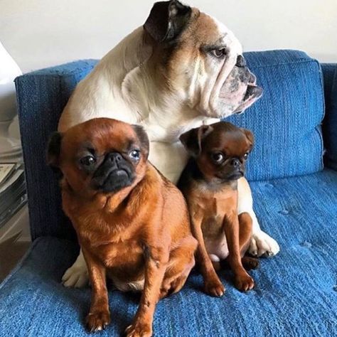 Griffon Bruxellois, Petit Brabancon, Living With Dogs, Brussels Griffon, Which One Are You, Brussels, Fur Babies, French Bulldog, Funny Animals