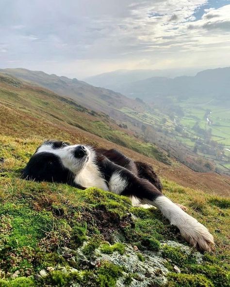 Border Collie Dog, Pretty Dogs, Collie Dog, 귀여운 동물, Border Collie, I Love Dogs, Beautiful Creatures, Dog Mom, Animals And Pets