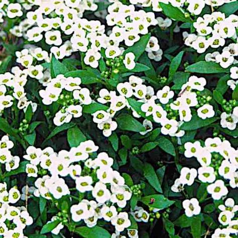 Sweet Alyssum (Lobularia marítima) is a tender to half-hardy perennial that persists in mild-winter climates year after year by regrowth from its roots or by self-seedings that hybridize back to the white-flower form. Replant from seed or transplants to maintain strong colored varieties in your flower beds. Copyright ©1999 by Dolezal & Associates. All Rights Reserved. grownbyyou.com Alyssum Flowers Landscaping, Sweet Allysum Plants, Sweet Alyssum Border, Alyssum Maritimum, Yellow Alyssum, Garden Calendar, Perennial Herbs, Annual Flowers, Bedding Plants