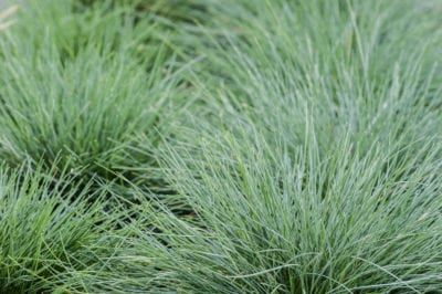 Ornamental Grass That Stays Small – Common Low Growing Ornamental Grass Varieties Short Ornamental Grasses, Variegated Liriope, Festuca Glauca, Ornamental Grass Landscape, Rose Companion Plants, Fescue Grass, Blue Fescue, Growing Grass, Ornamental Grass