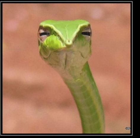 Newborn long-nosed Vine snakes (Ahaetulla nasuta) - 9GAG Snake Meme, Snakes Funny, Vine Snake, Snake Photos, Pick Up Line Jokes, Pretty Snakes, Cute Snake, Silly Animals, Reptiles And Amphibians