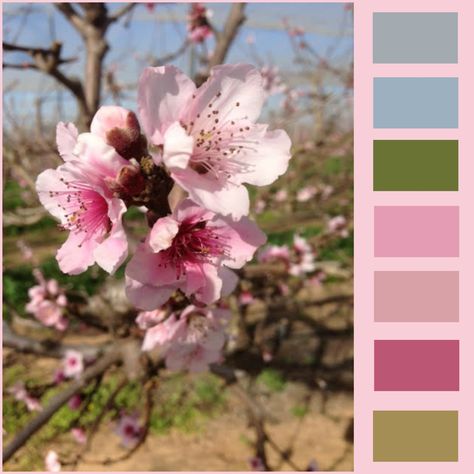 pinkish almond tree blossom Almond Tree Blossom, Tree Colour, Colour Crush, Tree Blossom, Almond Tree, Color Crush, Colour Palette, Color Inspiration, Color Combinations