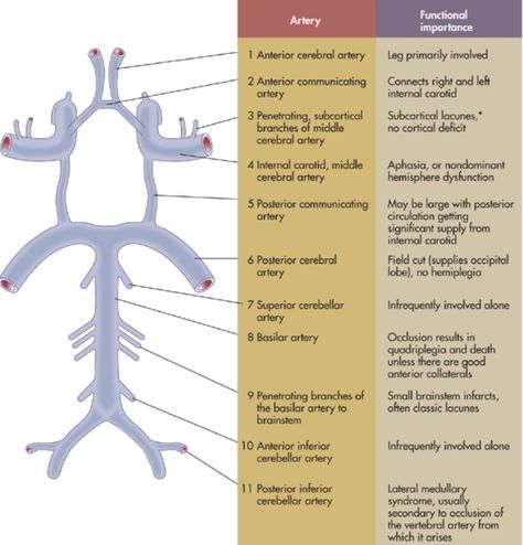 Circle Of Willis, Vascular Ultrasound, Interventional Radiology, Brain Anatomy, Medical School Studying, Medical Anatomy, Nursing Tips, Nursing Notes, Medical Knowledge