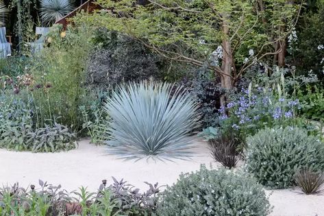 Garden Shrubs Evergreen, Small Garden Shrubs, Yucca Rostrata, Mediterranean Garden Design, Provence Garden, Gravel Landscaping, Front Garden Design, Dry Garden, Gravel Garden