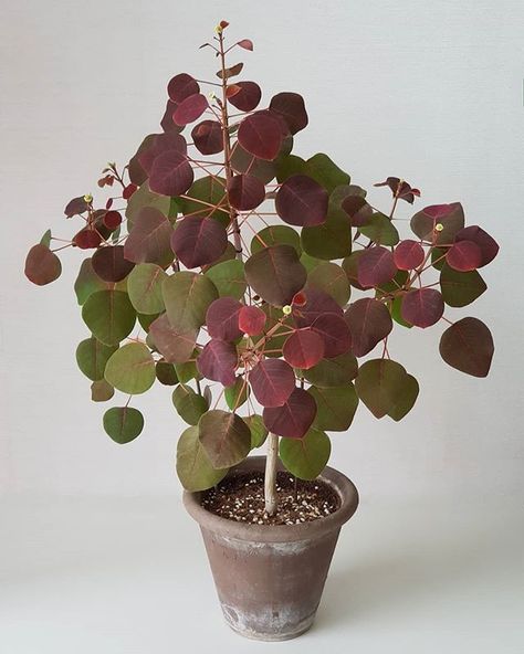 euphorbia cotinifolia Euphorbia Cotinifolia, Gardening 101, City Garden, Lawn And Garden, Container Plants, Garden Planning, Indoor Garden, Apple Cider, Potted Plants