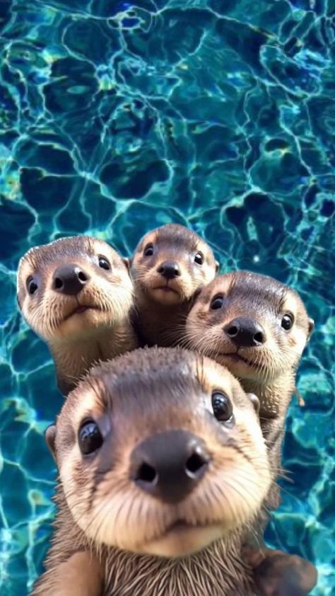 River Otters Cute, River Wallpaper Aesthetic, Cute Otter Wallpaper, Otters Cute, Baby Otters, River Otter, Screen Saver, Animal Photos, Cute Animal Photos