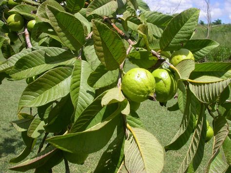 Barbados Flora & Fauna: Guava Trees (Psidium guajava) Guava Leaves For Hair, Guava Plant, Guava Leaf Tea, Guava Benefits, Guava Tree, Guava Leaves, Guava Fruit, Magic Garden, Tree Seeds