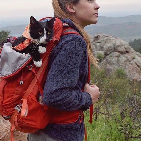 People regularly camp with their dogs, but popping a tent with a cat in tow is much less common. There are, however, plenty of felines that enjoy camp Diy Cat Tent, Cats Tips, Camping Illustration, Cats Instagram, Camping With Cats, Camping Snacks, Cat Tent, Cat Nutrition, Adventure Cat