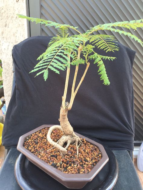 Indoor Bonsai Tree, Indoor Bonsai, Tamarindo, Japan Art, Bonsai Tree, Japan, Plants, Art