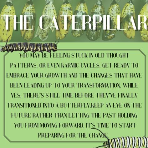 Caterpillar Spiritual Meaning, Caterpillar Meaning, Animals Meaning, Home Meaning, Black Caterpillar, Animal Signs, Totem Animals, Have Patience, Signs From The Universe