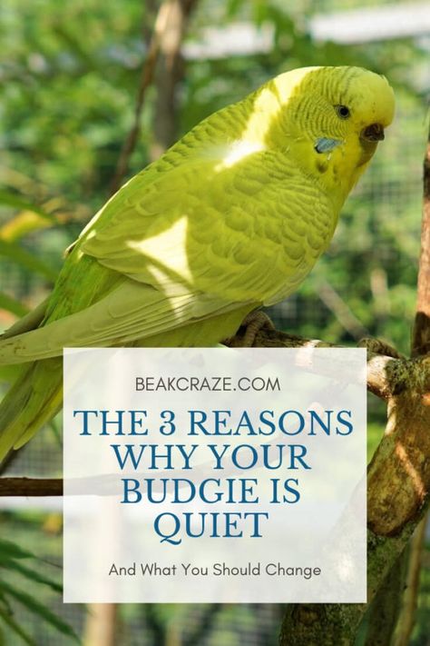 Budgies, also known in America as parakeets, are very sociable, noisy, and happy birds, and are relatively simple to take care of. However, some people who Budgie Tips, Budgie Cage Setup, Budgie Care, Parakeet Care, Budgie Cage, Parakeet Toys, Parakeet Cage, Pet Bird Cage, Parakeet Bird