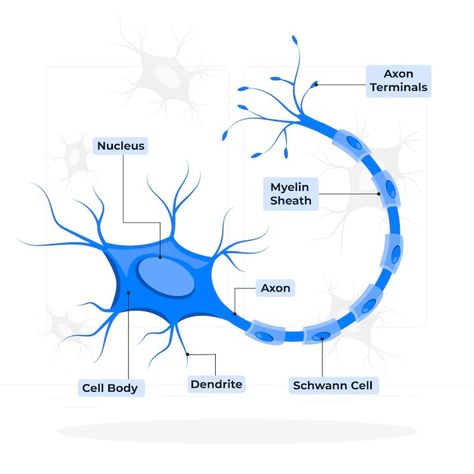 Download this Free Vector about Nerve cell concept illustration, and discover more than 158 Million Professional Graphic Resources on Freepik. #freepik #vector #cell #body #illustration Nerve Cell Drawing, Soft Cell Poster, Cell Nucleus, Cell Illustration Biology, Specialised Cells, Holiday Homework, Nerve Cell, Nerve, Graphic Resources