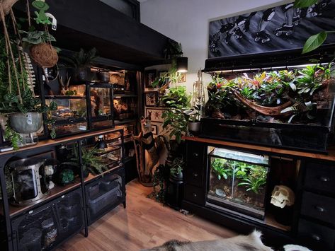 Reptile room inspiration Reptile Room Inspiration, Snake Tank Aesthetic, Aesthetic Terrarium Reptile, Gothic Reptile Enclosure, Animal Room Aesthetic, Snake Room Ideas, Gecko Terrarium Aesthetic, Reptile Shelves, Reptile Bedroom