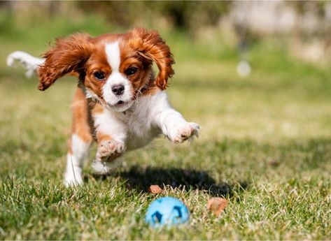 Le Cavalier King Charles est un petit chien jovial et élégant qui donne envie de le câliner. Tendre et facile à vivre, il fait partie des chiens que les adul... Heart Murmurs, Cavalier King Charles Spaniel Puppy, King Charles Spaniel Puppy, Charles Spaniel Puppy, Spaniel Breeds, Cavalier King Charles Dog, King Charles Dog, Puppy Sitting, King Charles Cavalier Spaniel Puppy