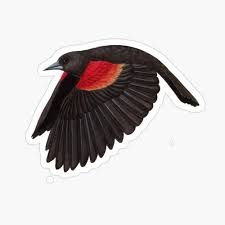 Red-winged Blackbird " Art Board Print by JadaFitch | Redbubble Respect Tattoo, Blackbird Art, Red Wing Blackbird, Blackbird, In Flight, Black Bird, Bird Art, Watercolour Painting, Watercolor Illustration