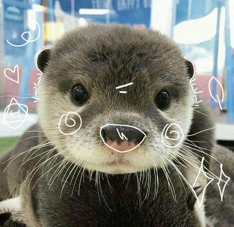 Cute Otter Aesthetic, Aesthetic Otter, Otter Icon, Otter Therian, Otter Pfp, Baby Sea Otters, Therian Pfp, Hello Kitty Wallpaper Hd, Otters Cute