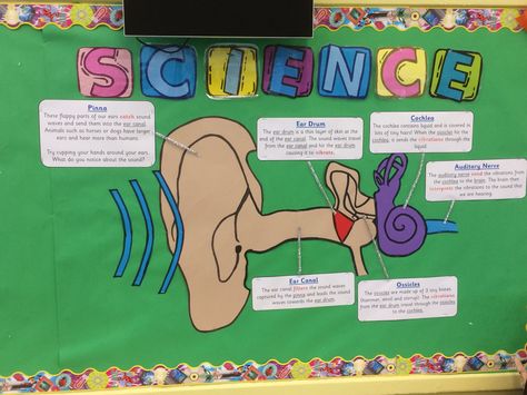 In year 4 we were learning about sound and that it is created through vibrations. Sound Chart, Sound Science, Science Boards, Classroom Anchor Charts, Kids Math, Science Topics, Primary Teaching, Effective Teaching, Kids Math Worksheets