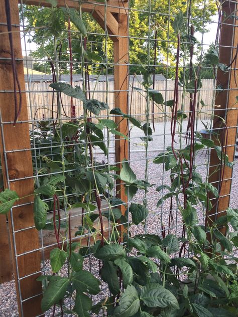 Yard Long Beans! Long Bean Trellis Ideas, Yard Long Beans Recipe, Garden Arch For Beans, Long Beans Garden, Growing Passion Fruit, Yard Long Beans, Growing Runner Beans, Bean Garden, Long Beans