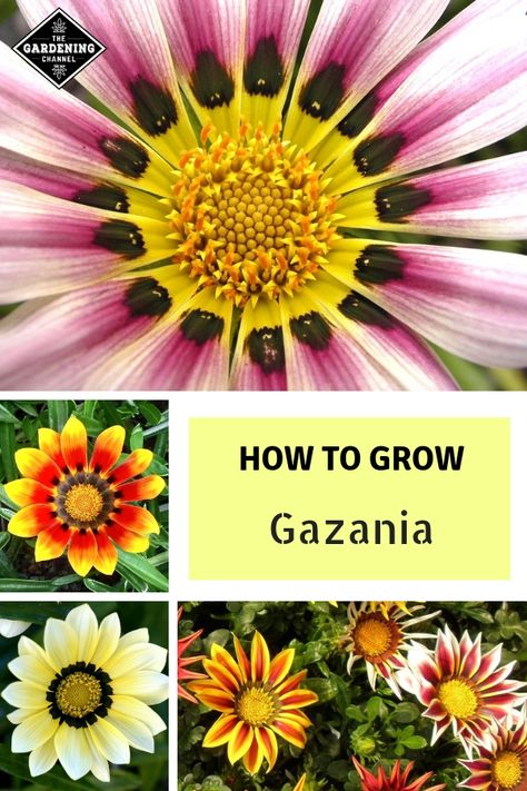 Gazania grows well in gardens or containers. Attract butterflies to your yard with Gazania flowers. Follow these flower gardening tips. #gardeningchannel #gardening #flowergardening #growingflowers Gazania Flowers Gardens, Gazania Flowers In Pots, African Daisy Flower, Gazania Flowers, South African Flowers, Raised Planters, Garden Escape, Flower Growing, African Daisy