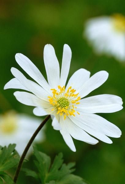 Anemone blanda 'White Splendour' Anemone Blanda, Plants And Gardening, Sarah Raven, Kitchen Kit, Cottage Garden Plants, Ground Cover Plants, Easter Weekend, Hardy Perennials, White Gardens