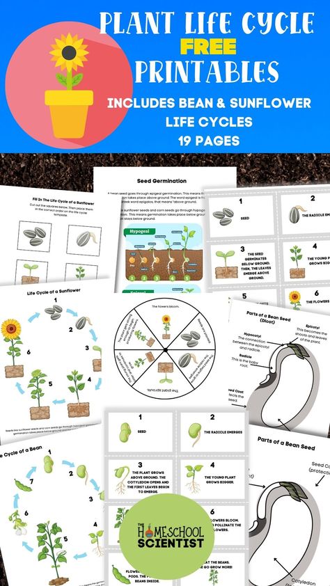 Plant life cycle lesson and worksheets. 19 pages with 9 different activities. Includes bean life cycle and sunflower life cycle. Includes two levels of label a seed worksheet. Use with K-5 to study life cycle of plants. Plants Life Cycle Activities Free Printable, Bean Life Cycle Printable, Life Cycle Of A Plant Free Printable, Seed Worksheet, Bean Plant Life Cycle, Plant Life Cycle Project, Bean Life Cycle, Plants Activities, Life Cycle Of Plants