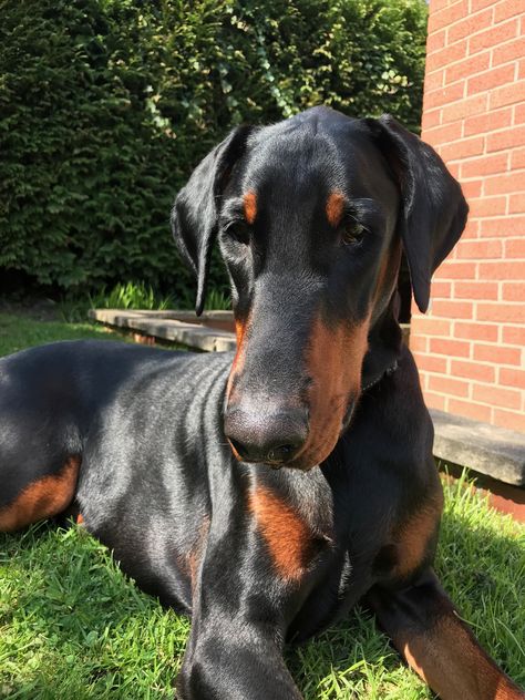 Doberman Pinscher, uncropped ears. Doberman Ears, Doberman Cropped Ears Style, Uncropped Doberman, Dobermans Without Cropped Ears, Doberman Without Cropped Ears, Doberman Ears Down, Doberman Pinscher Uncropped, Doberman Pinscher Funny, Doberman Dogs Natural Ears