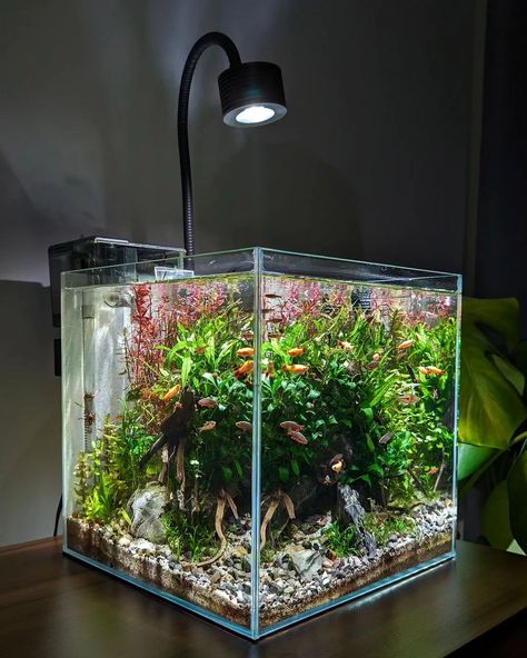 In the stillness of my freshwater realm, underwater poetry comes alive with every fin. 🐠 🎬 | @plantedelement ⚠️ | DM FOR REMOVAL! ☘️ | #aquascape #aquascaping #nanoaquarium #aqua #watertank Cube Aquarium, Terrarium Inspiration, Aqua Scape, Aqua Scaping, Aquascape Ideas, Gecko Terrarium, Fish Tank Design, Aquarium Terrarium, Nano Aquarium