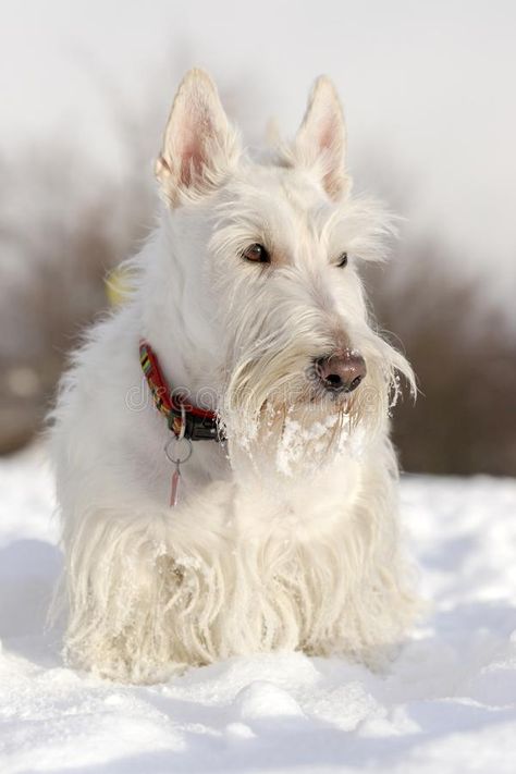 White (wheaten) Scottish Terrier, Sitting on the Snow during Winter Stock Photo - Image of pedigreed, cold: 67920728 Scottie Terrier, Cute Little Puppies, White Terrier, Little Puppies, Scottish Terrier, Terrier Dogs, Beautiful Dogs, The Snow, Dogs And Puppies