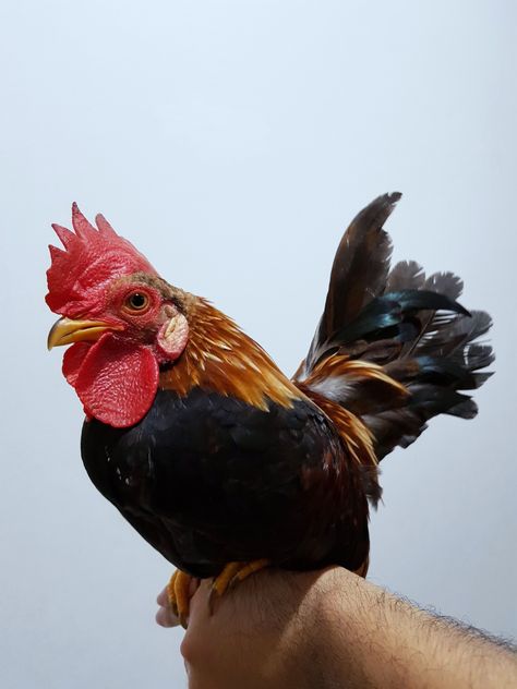 Ayam Kate, Bantam Chicken, Chicken Wallpaper, Bantam Chickens, Farm Animals, Chicken, Animals