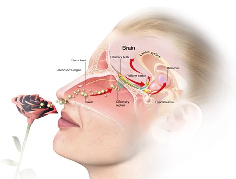 OLFACTORY PATHWAYS — Richards on the Brain Cerebral Cortex, Sensory System, Nerve Fiber, Limbic System, Parasympathetic Nervous System, Autonomic Nervous System, Vagus Nerve, Vibrant Blue, The Brain